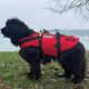 DELPHINUS imbrago galleggiante per cani