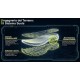 SYRAX 2.6 Scarpone uso acquatico fluviale alluvionale